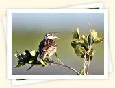 Western Meadowlark