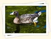 White-Fronted Goose