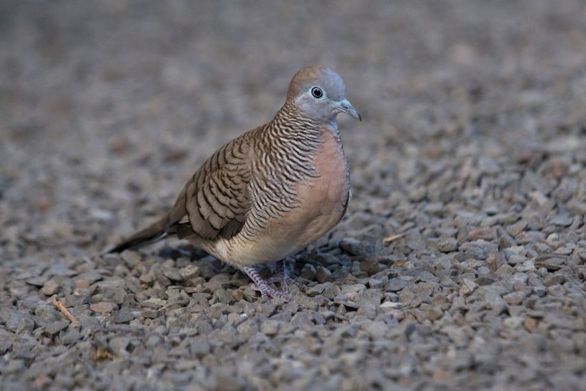 Zebra Dove