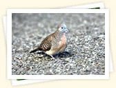 Zebra Dove