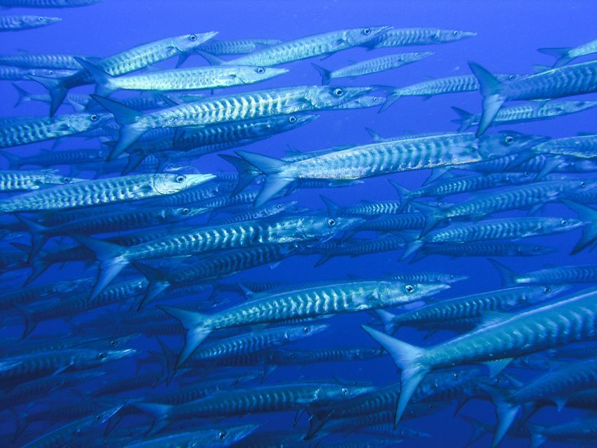 Barracudas