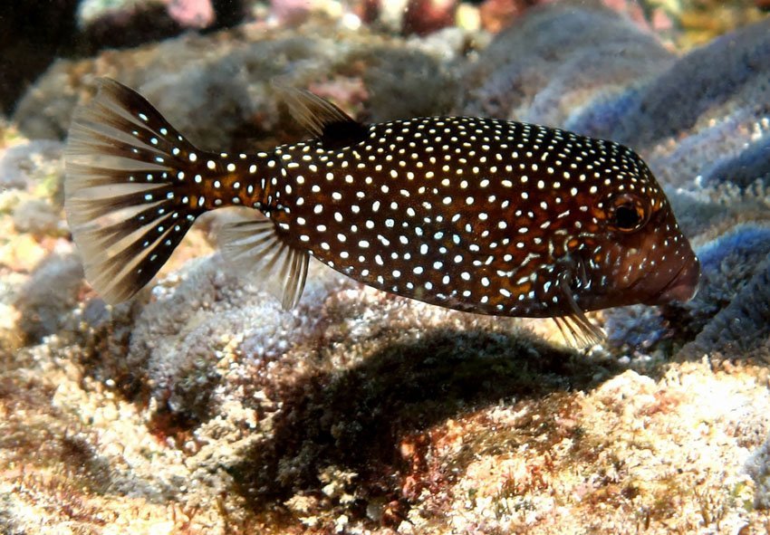 Spotted Boxfish