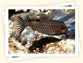 Boxfishes (Ostraciidae)