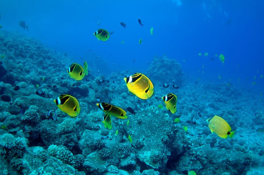 Raccoon Butterflyfish