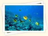 Butterflyfishes (Chaetodontidae)