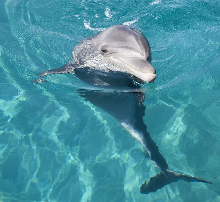 Bottlenose Dolphin