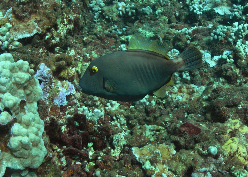 Barred Filefish