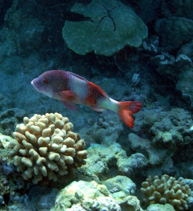 Island Goatfish