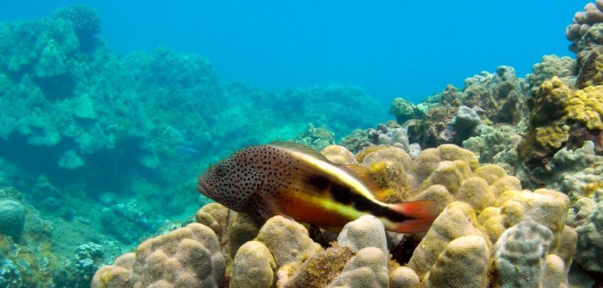 Hawkfish