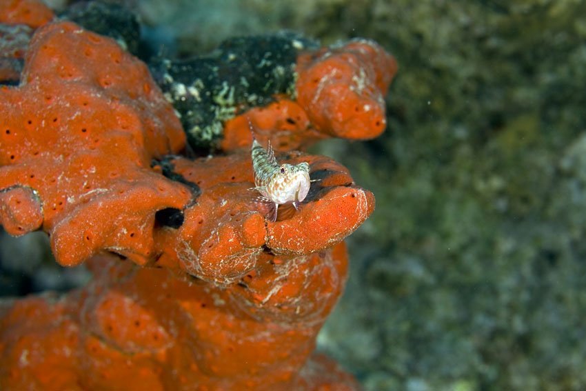 Clearfin Lizardfish