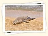 Monk Seals