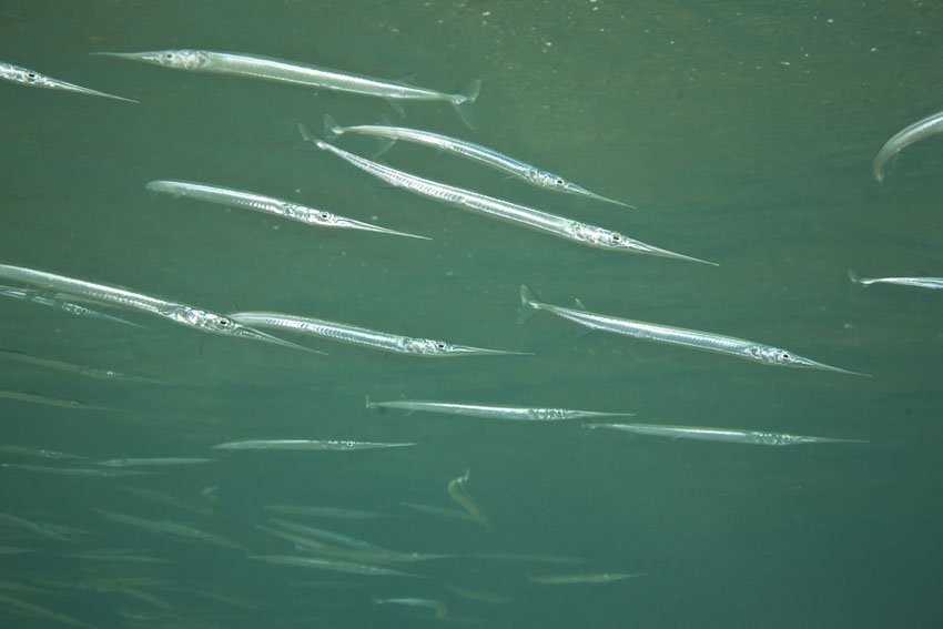 Crocodile Needlefish