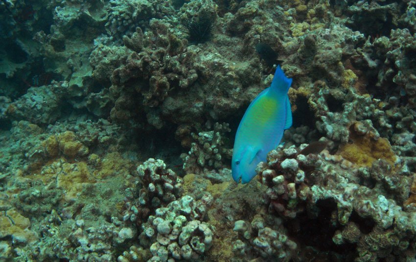 Palenose Parrotfish