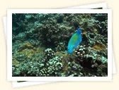 Parrotfishes