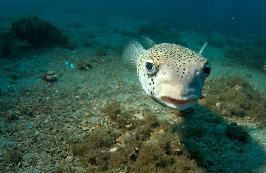 Giant Porcupinefish