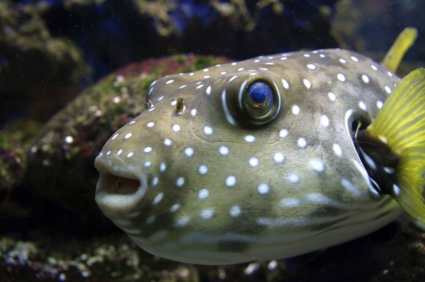 Stripebelly Puffer