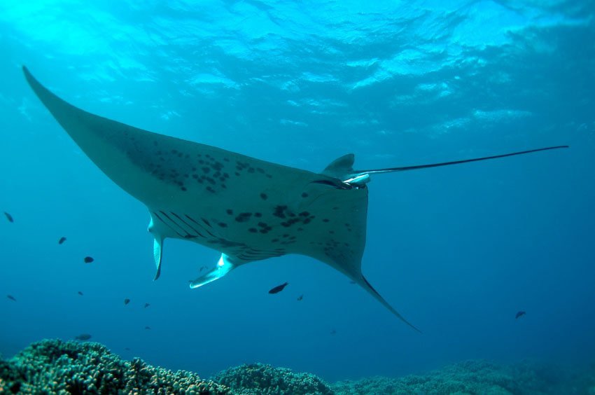 Manta Ray