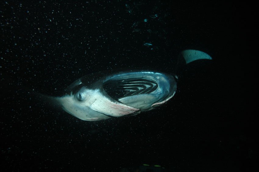 Manta Ray Filter Feeding