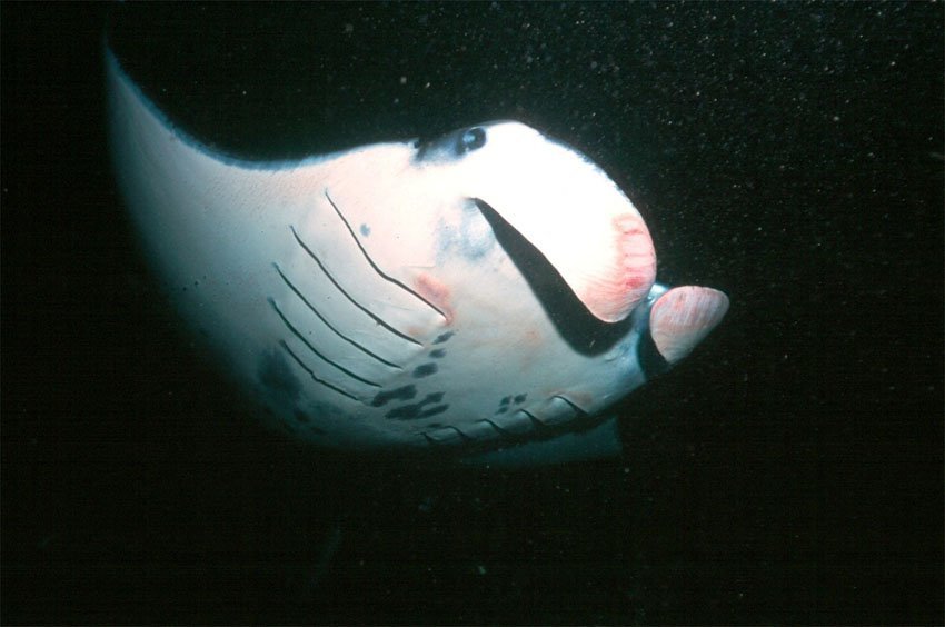 Manta Ray night dive in Kona