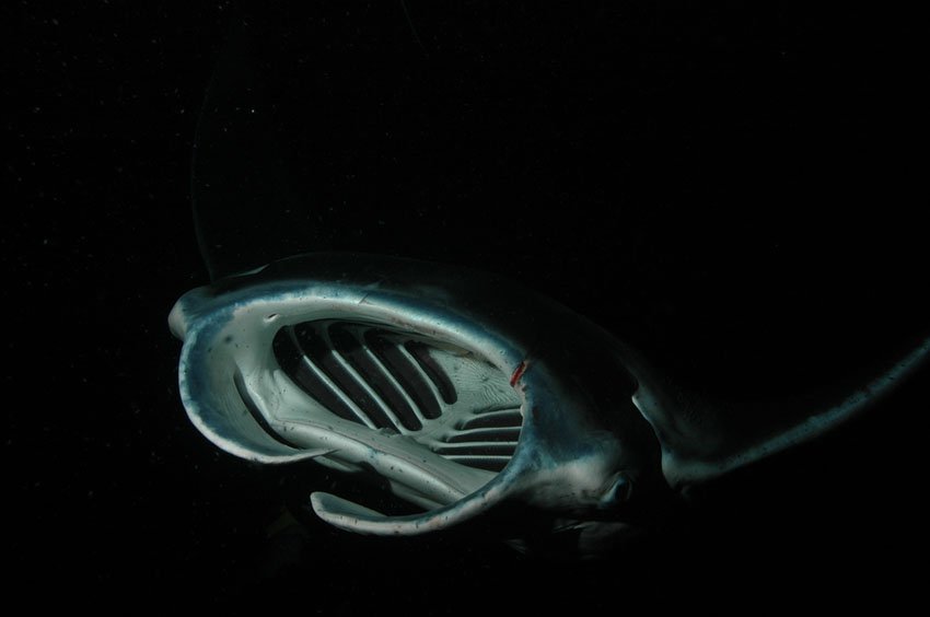 Manta Ray up-close