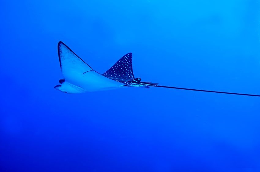 Spotted Eagle Ray