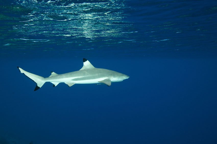 Blacktip Reef Shark