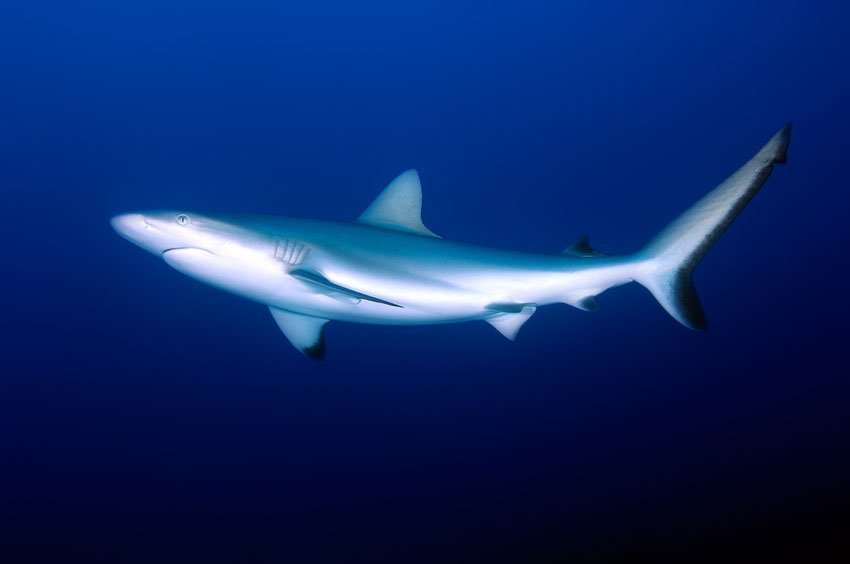 Gray Reef Shark