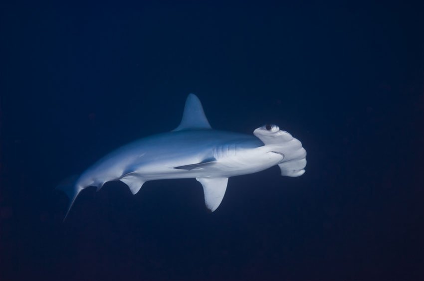 Scalloped Hammerhead Shark