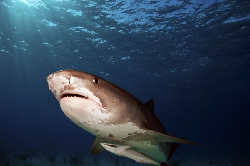 Tiger Shark