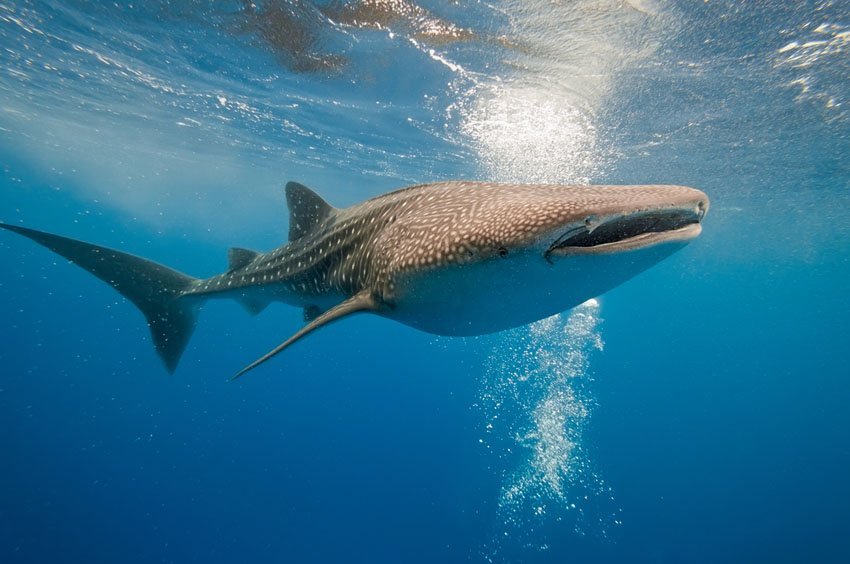 Whale Shark