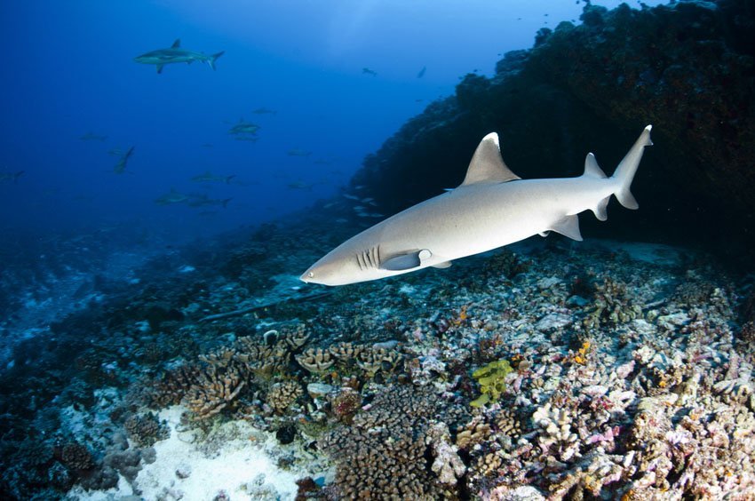 Whitetip Reef Shark