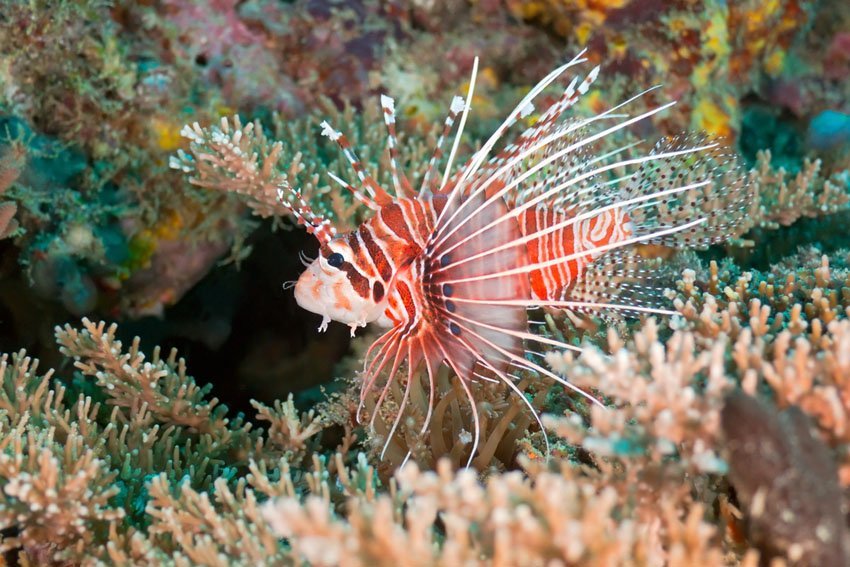 Scorpionfish