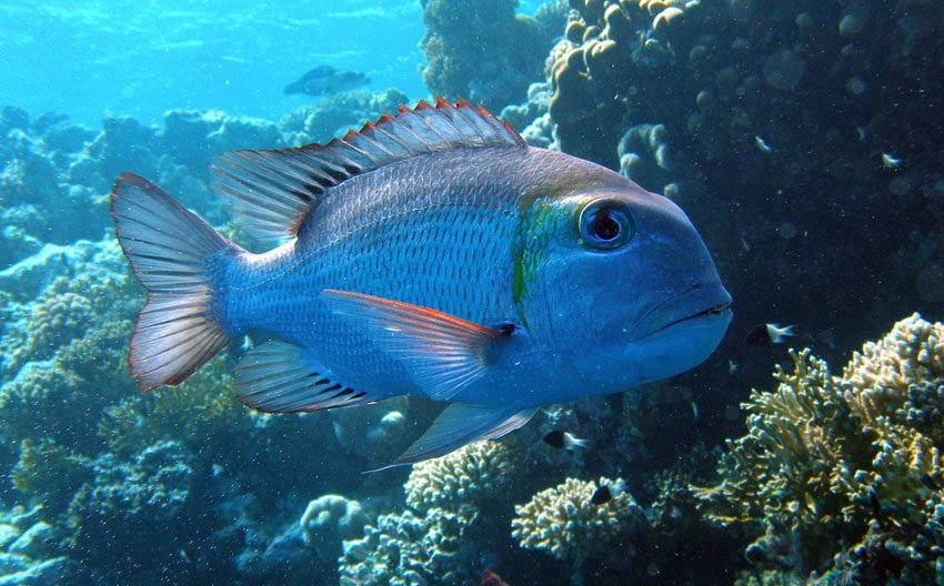 Bigeye Emperor