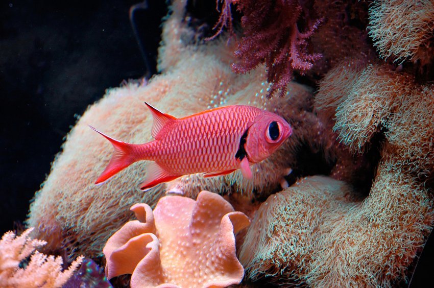 Bigscale Soldierfish