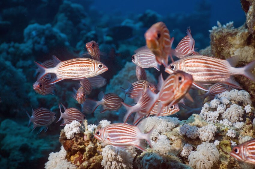 Crown Squirrelfish