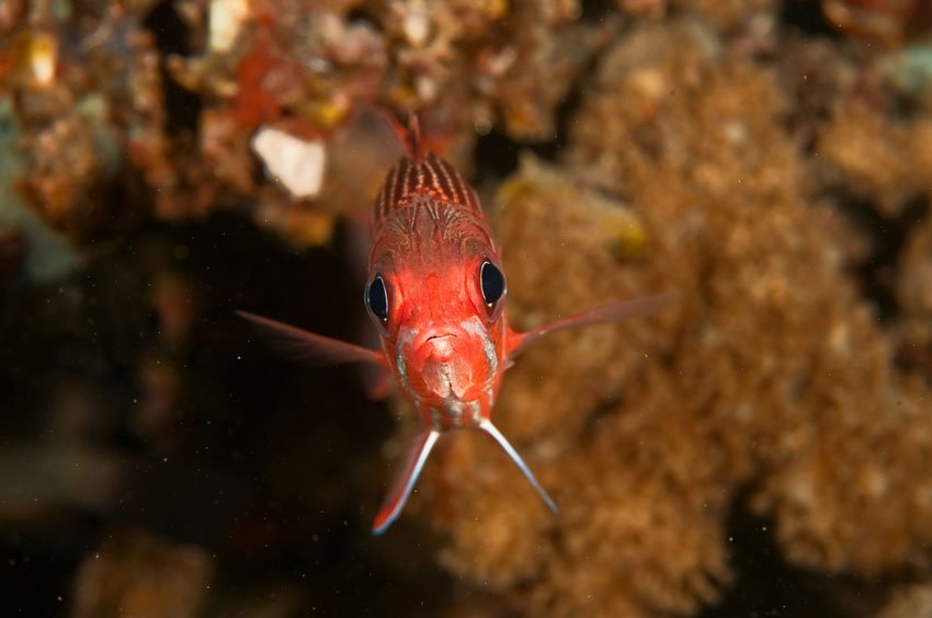 Crown Squirrelfish