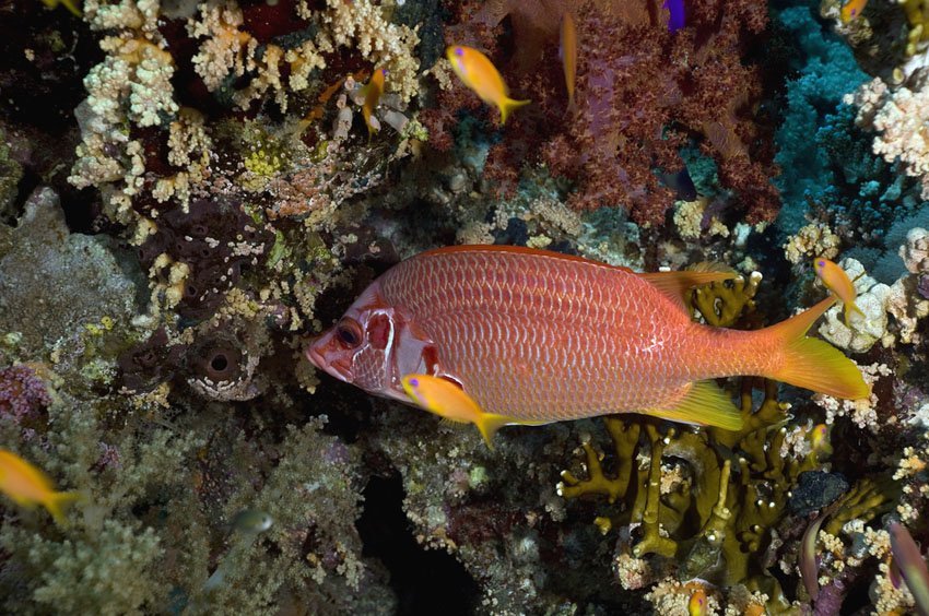 Longjaw Squirrelfish