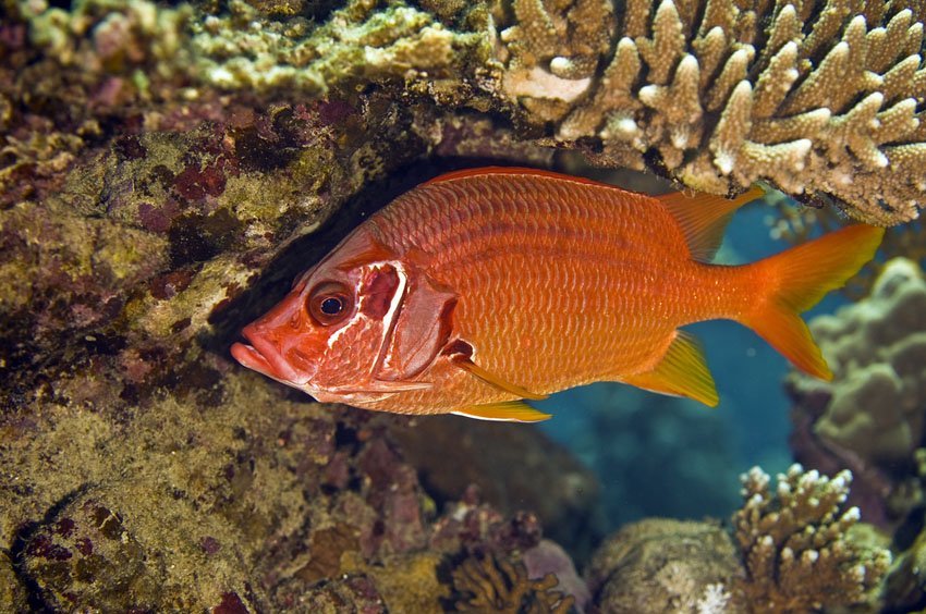 Longjaw Squirrelfish