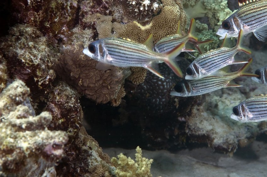 Spotfin Squirrelfish