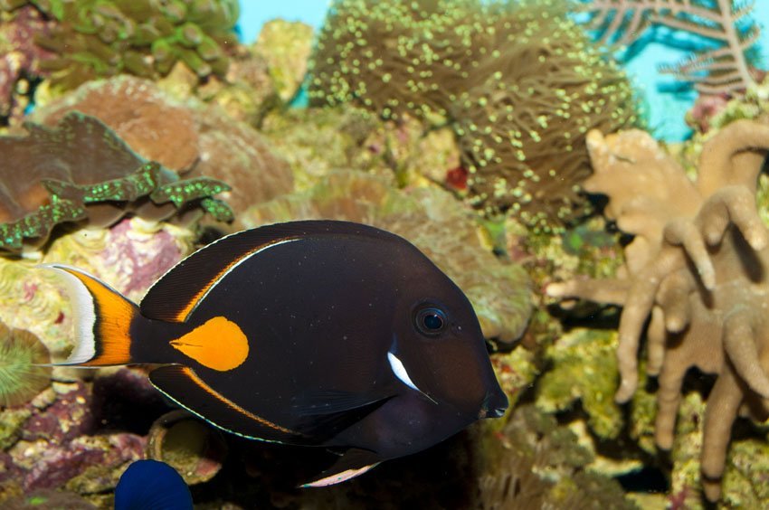 Achilles Tang