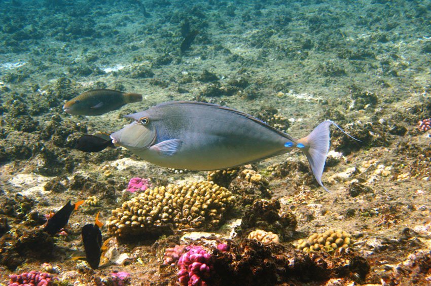 Bluespine Unicornfish