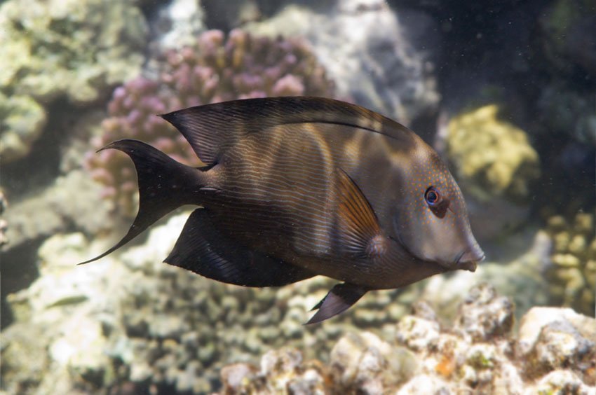 Brown Surgeonfish