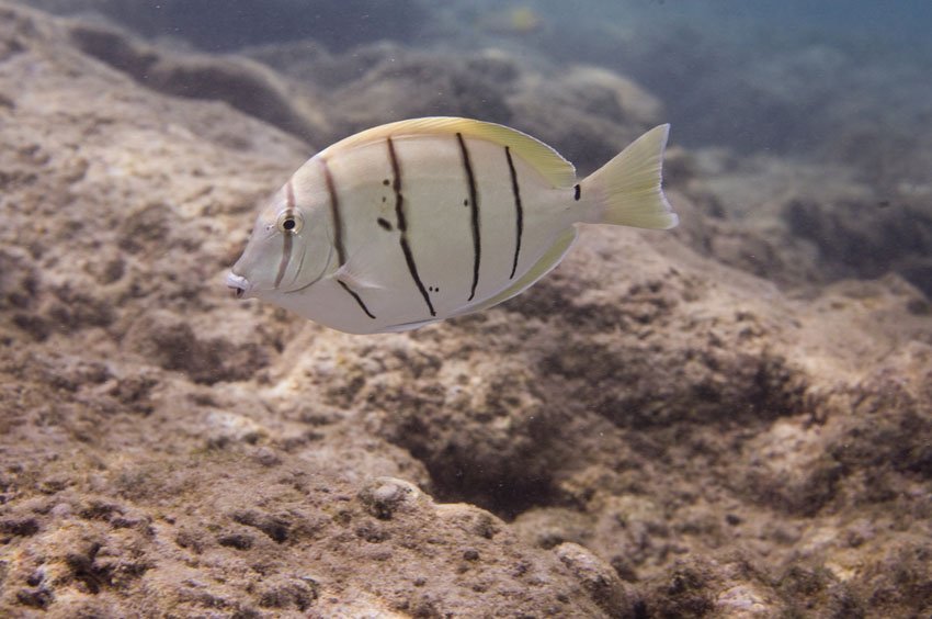 Convict Tang