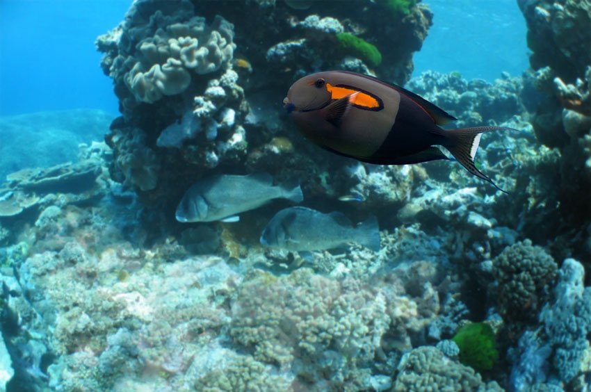 Orangeband Surgeonfish