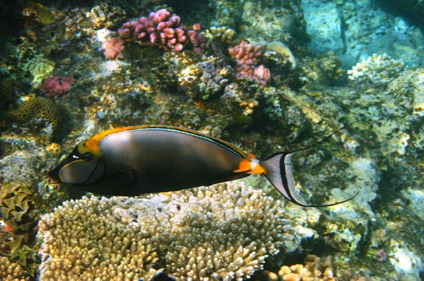 Orangespine Unicornfish