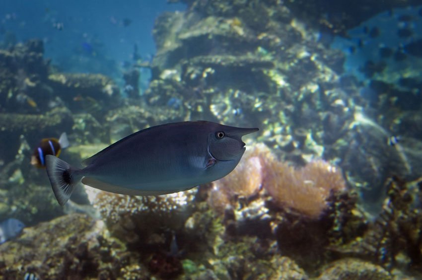 Paletail Unicornfish