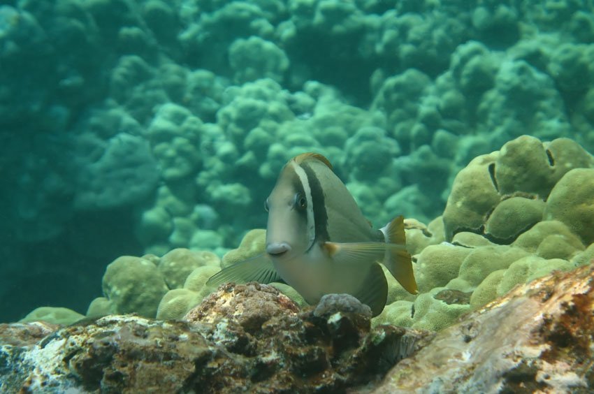 Whitebar Surgeonfish