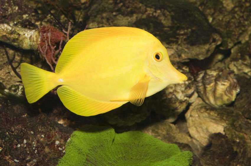 Yellow Tang