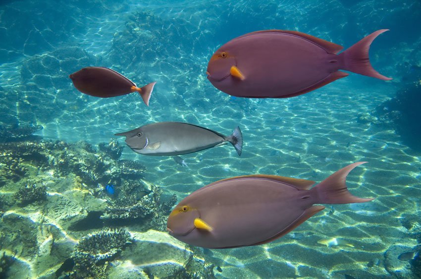 Yellowfin Surgeonfish