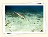 Trumpetfishes and Cornetfishes